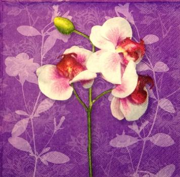 047 Orchids - 3 ply - (weiß)